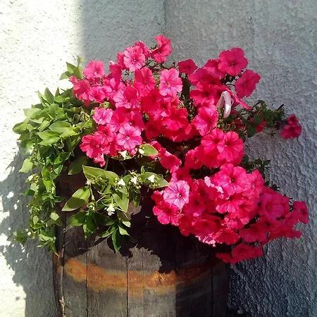 Bed & Breakfast Baglio Bellavista 4*